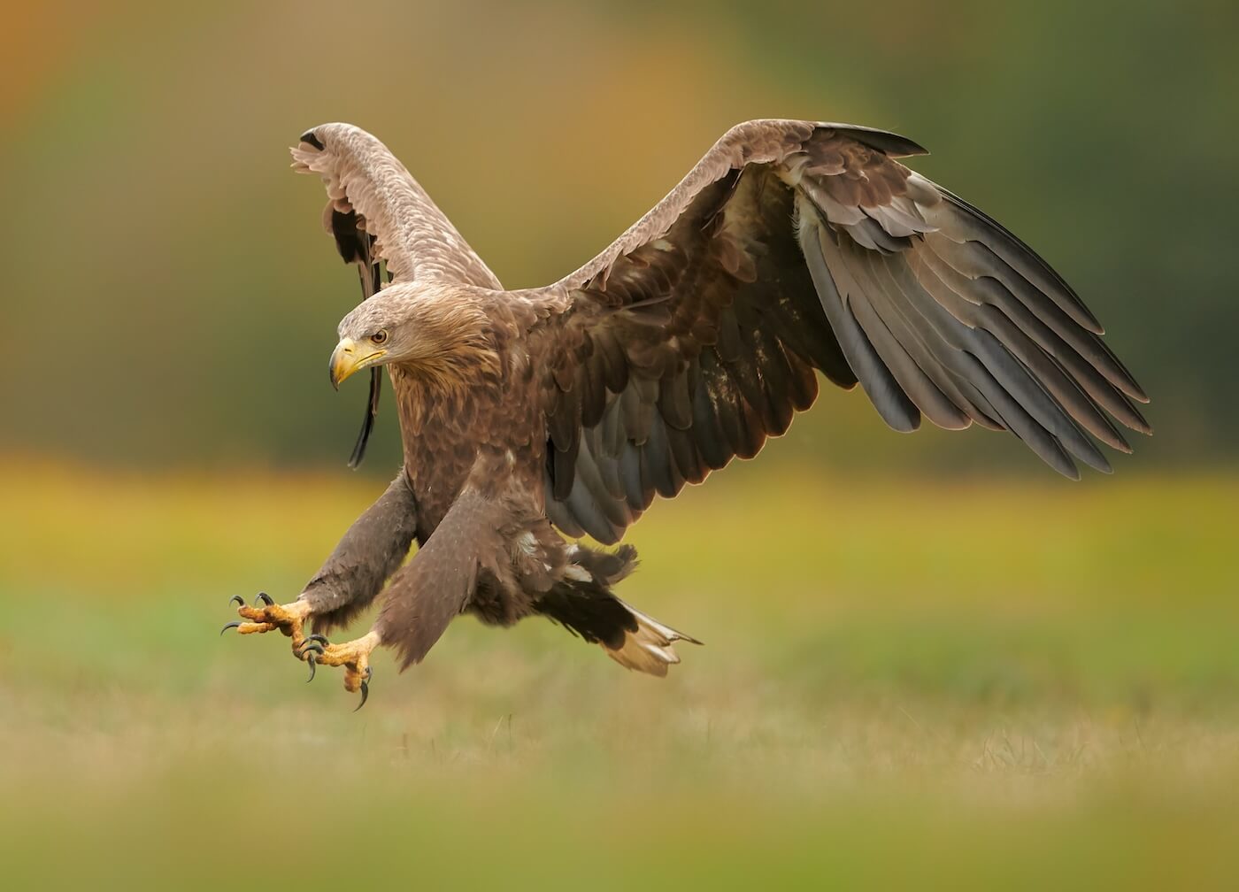 eagle-on-attack-on-ground-image-02