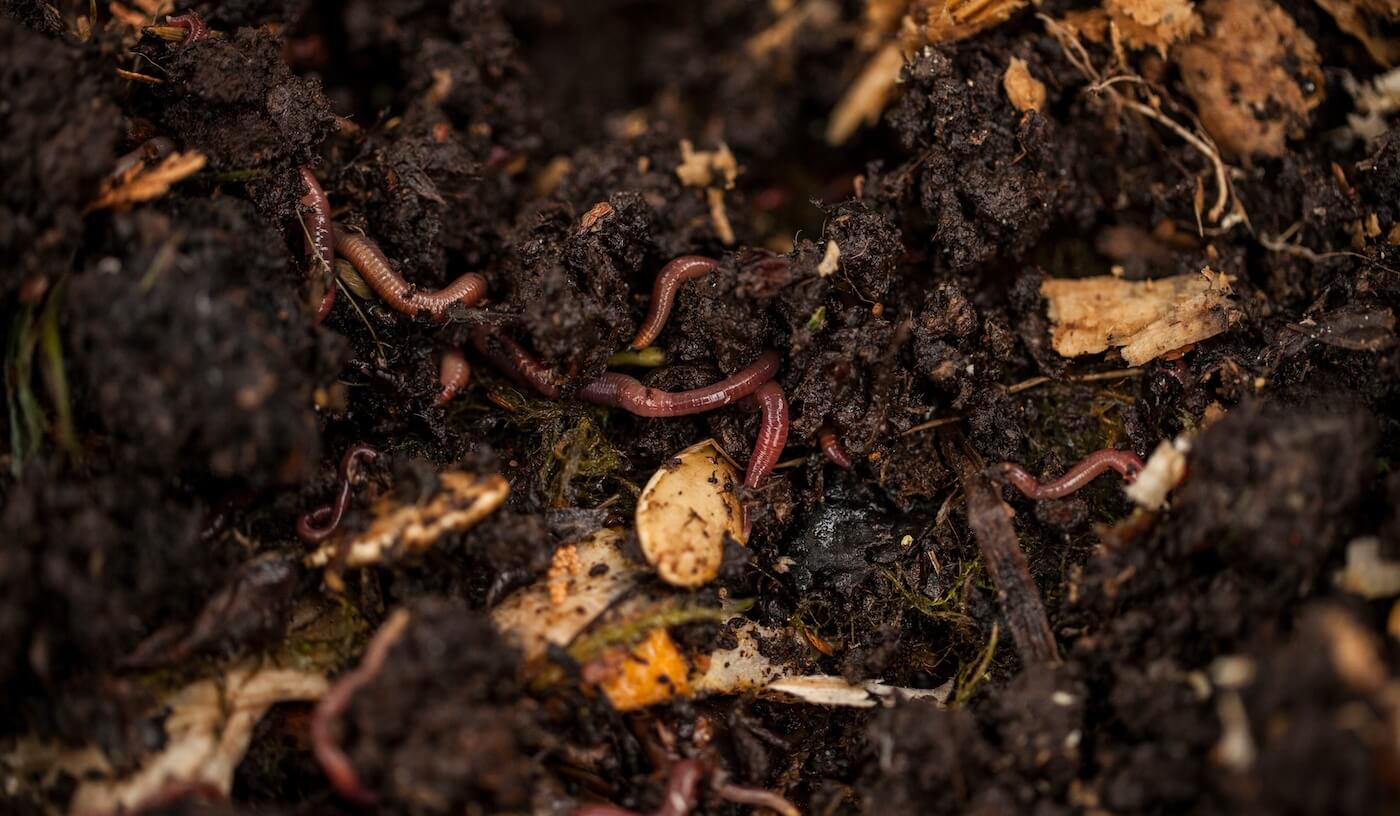 earthworm-on-soil-image-02