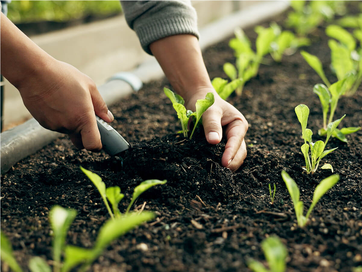 man-hand-planting-plants-01