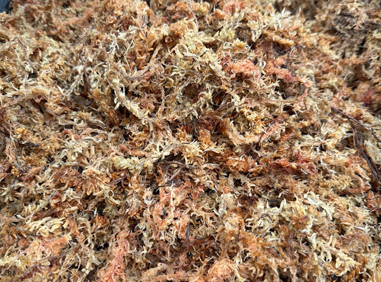 sphagnum-moss-graphic-01